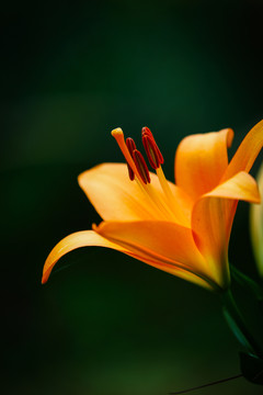 百合花