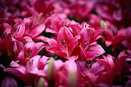 百合花