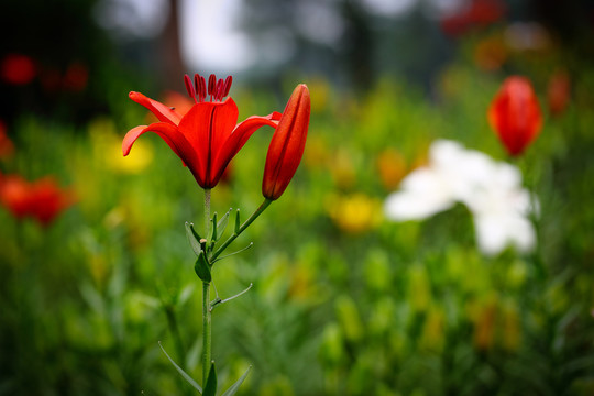 百合花