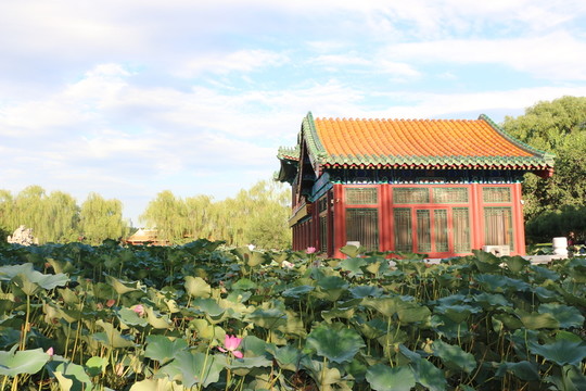 荷花池一景
