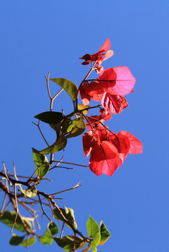 一支紅花