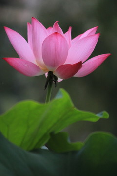 中秋賞荷