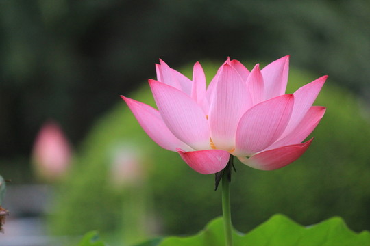 寶蓮燈