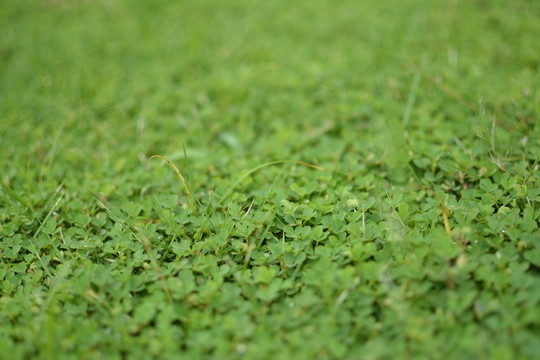 三葉草