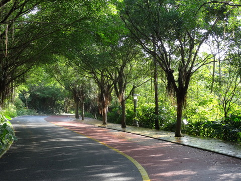 風景區(qū)林蔭道