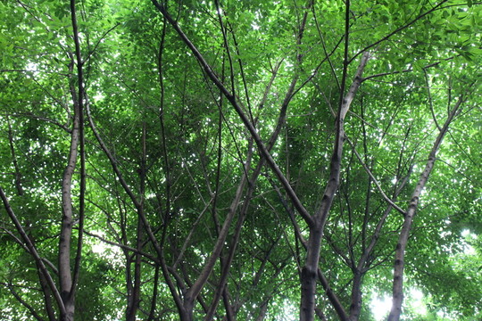 樹木