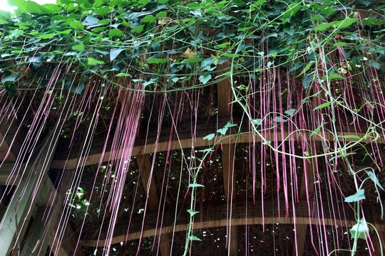 錦屏藤
