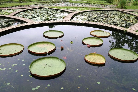 植物園風(fēng)景