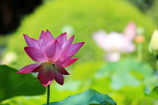 荷花素材