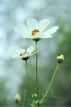波斯菊