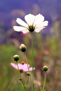 波斯菊