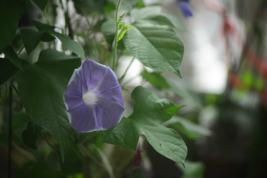 牽牛花 藍紫色白邊 家庭園藝