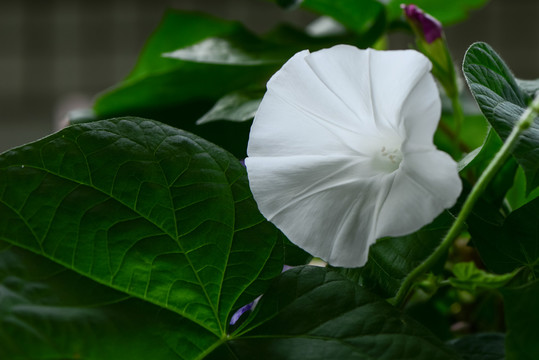 牽牛 白花 家庭園藝