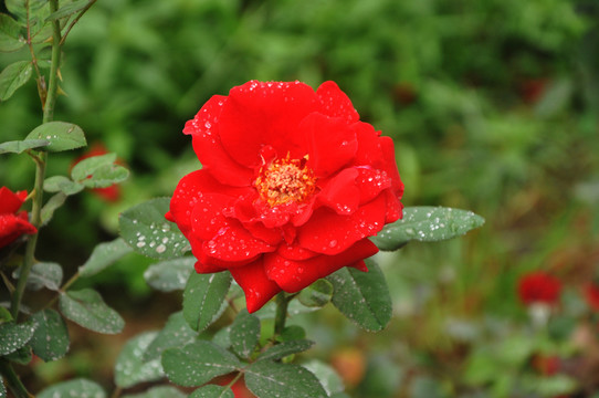 月季花