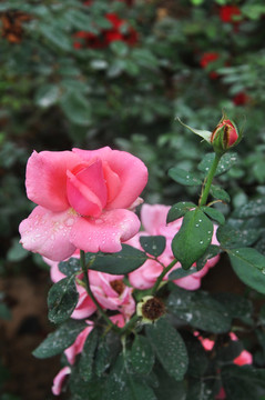 月季花