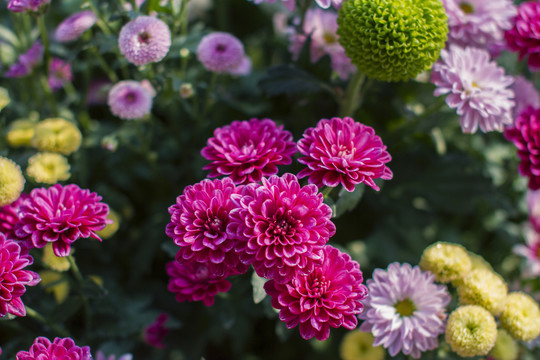 菊花