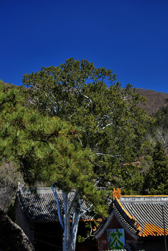 北京潭柘寺古樹(shù)