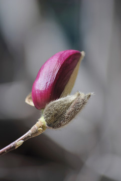 北京潭柘寺玉蘭花