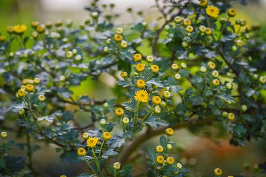 菊花