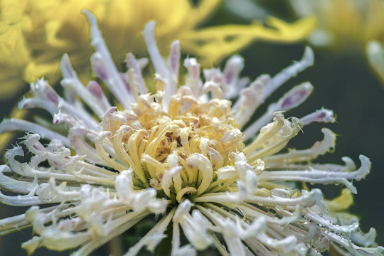 菊花