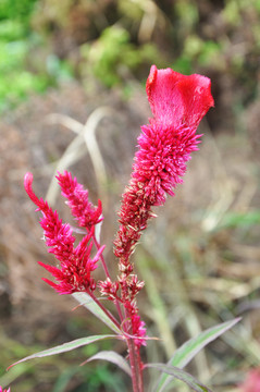 雞冠花