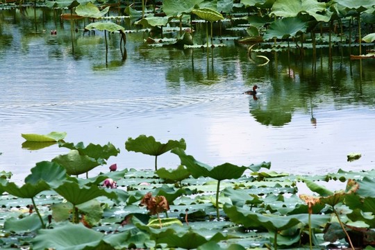 邛海濕地公園