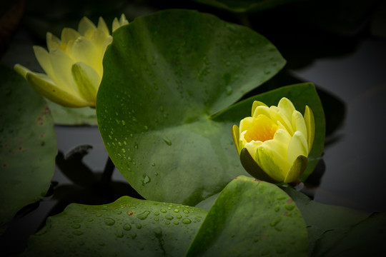 蓮花