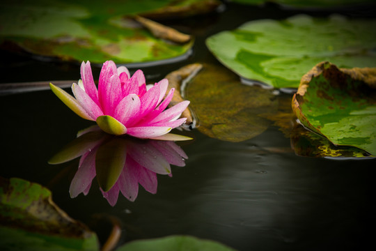 蓮花