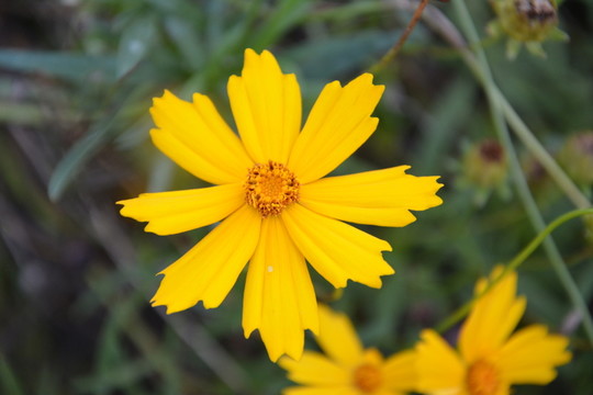 菊花