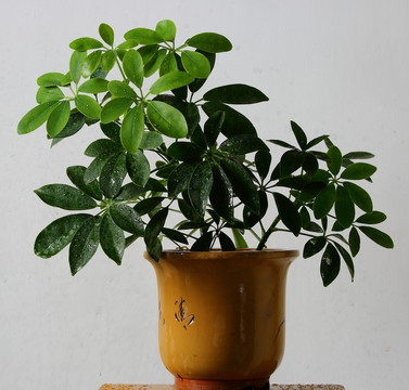 花草