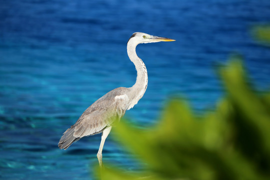 馬爾代夫大海鳥類蒼鷺