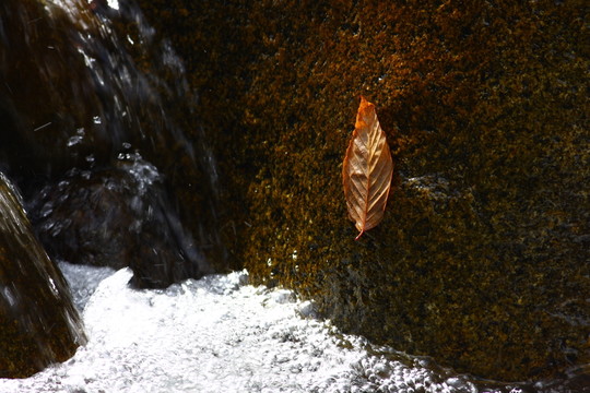 紅葉