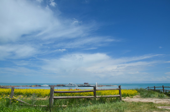 青海湖 油菜花