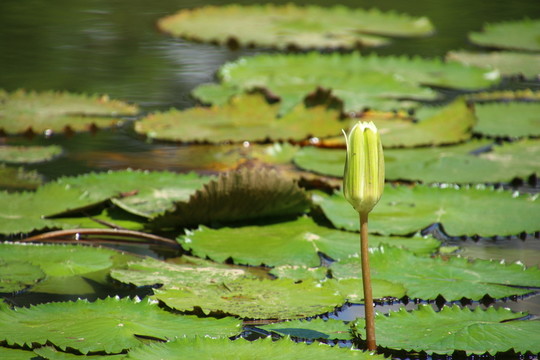 蓮花