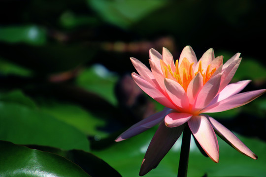蓮花