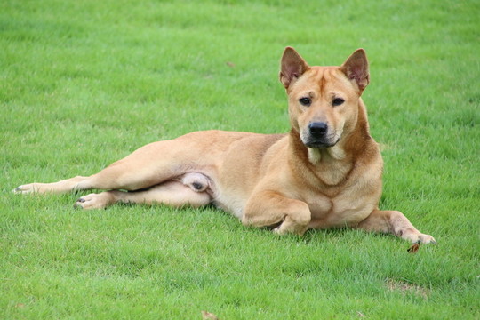 狗