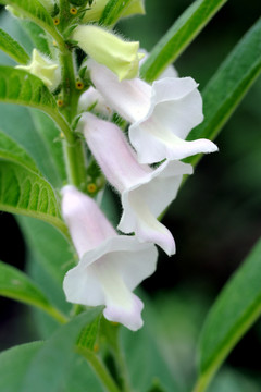 芝麻