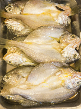 小黃魚