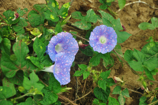 牽牛花
