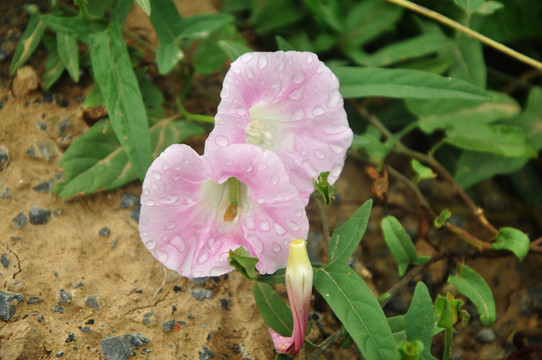 牽牛花