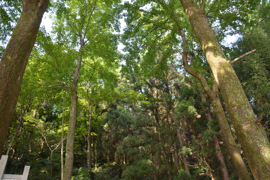 樹林