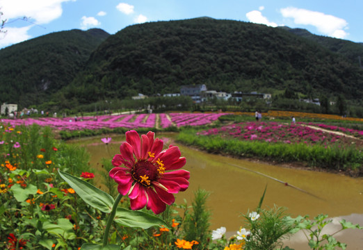 涪陵大木花谷