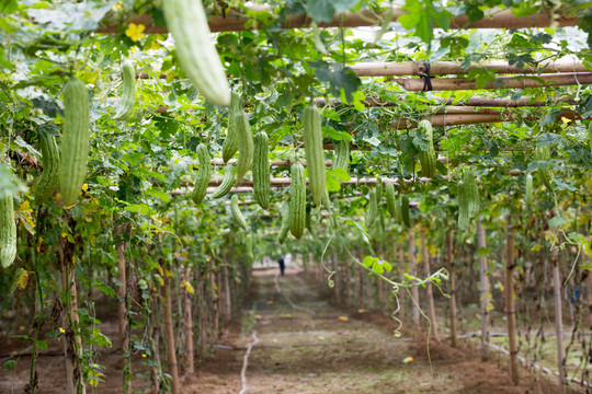 農(nóng)業(yè) 苦瓜種植大棚