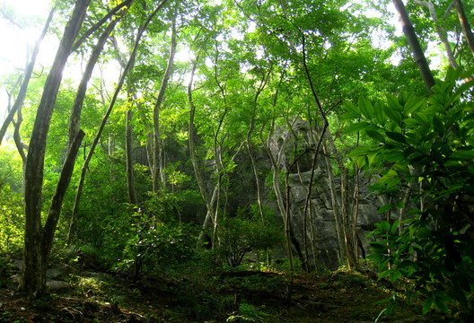 樹林