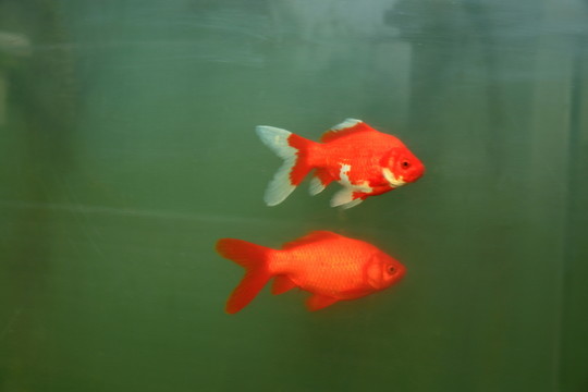 觀賞魚