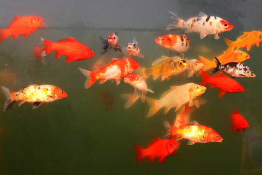 金魚