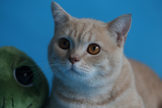 貓