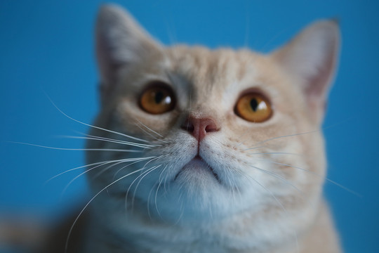 貓