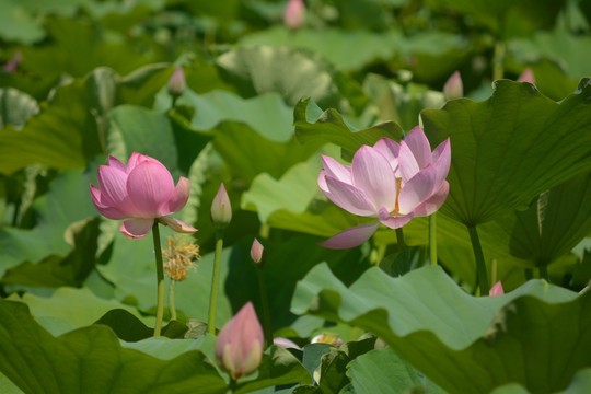 荷花