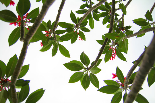 雞蛋花